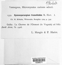 Gymnosporangium tremelloides image